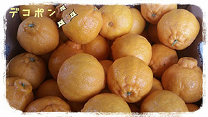 dekoponn編